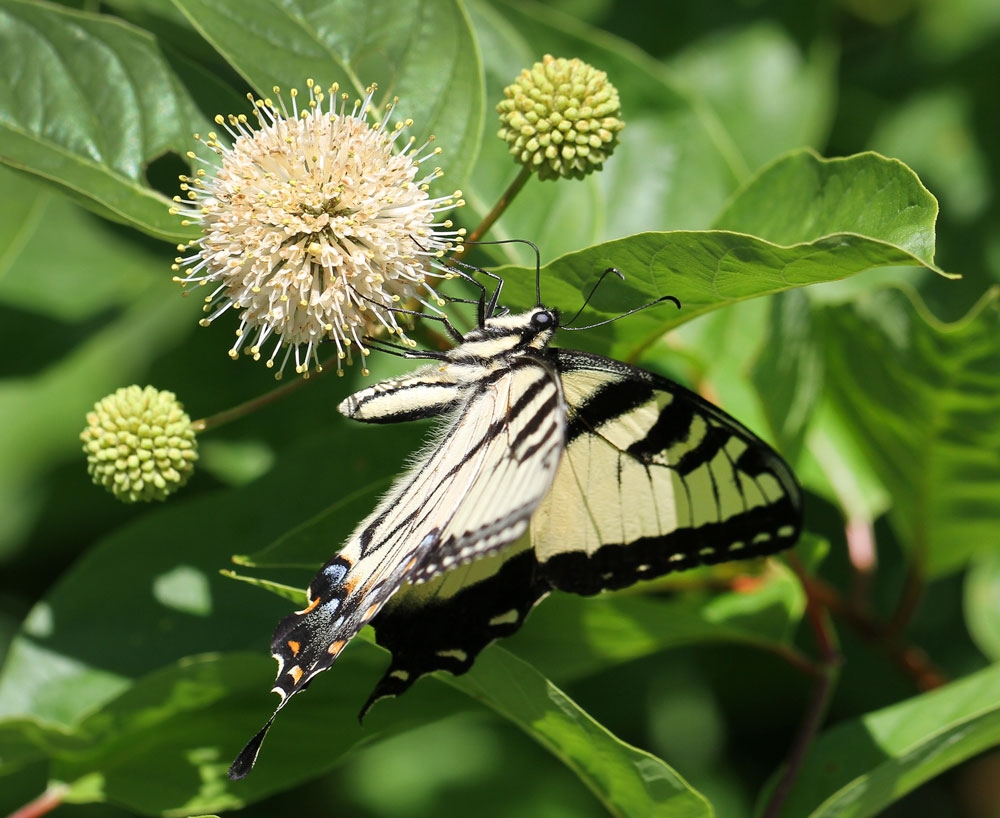 Eastern tiger swallowtail adult probing the flowers for nectar