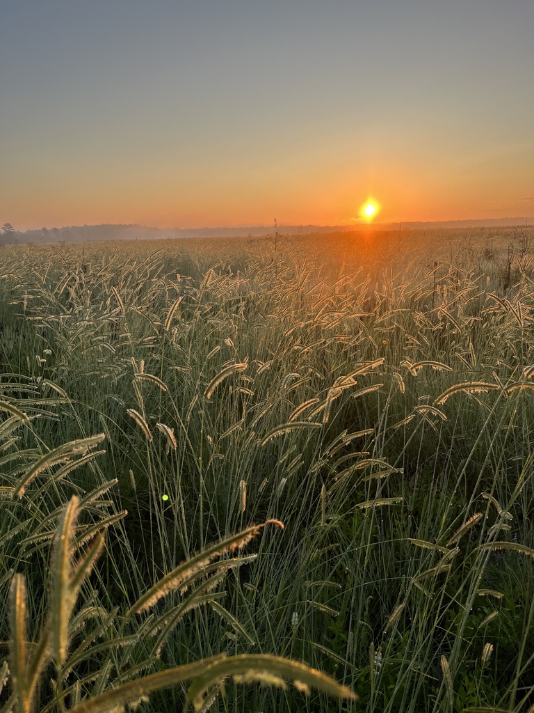 Expanse of tall grass with comb-like flowering spikes at sunrise