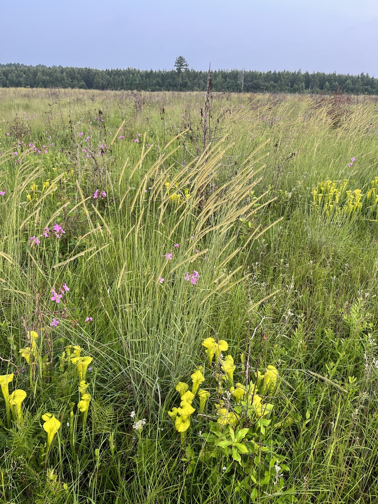 Clump of bluish grass with comb-like flower spikes on tall culms