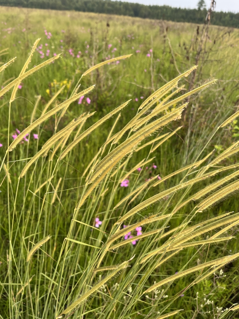 Closeup of comb-like flower spikes from a clump of grass