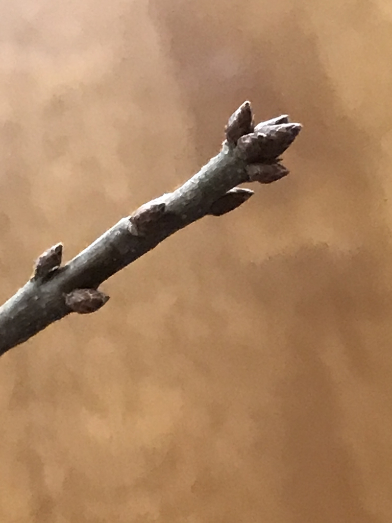Terminal buds on a twig.