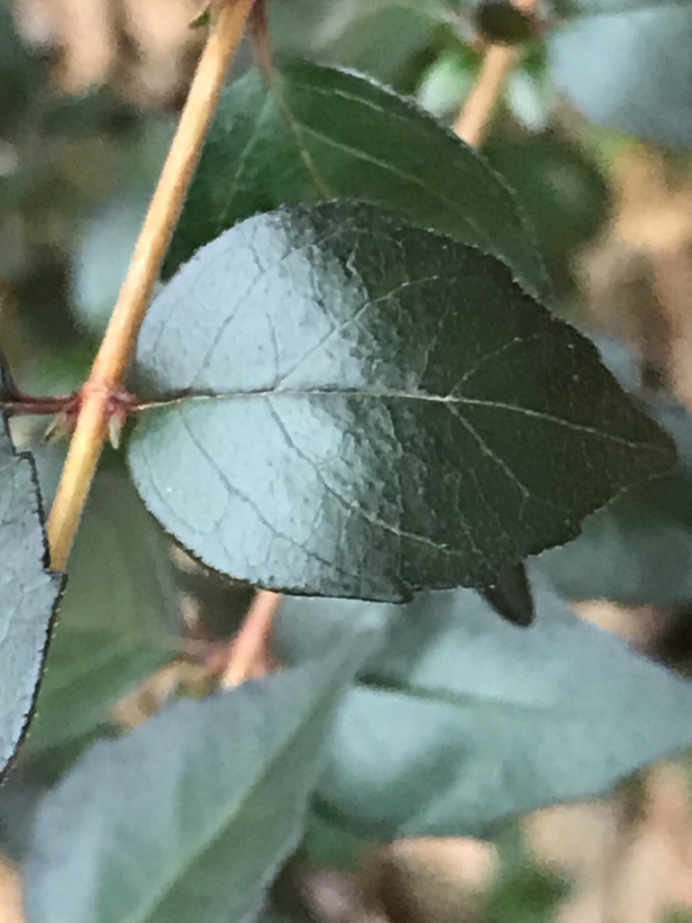 Leaf of 'Ruby Anniversary' in December