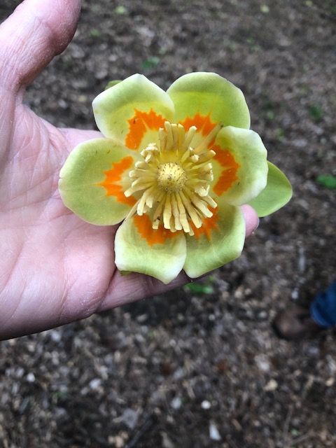 Flower close-up showing orange-blotched tepals & many stamens