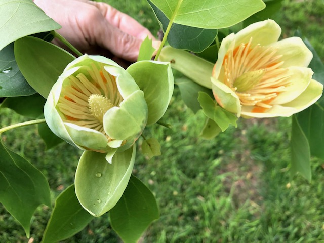 Flowers close-up showing orange-blotched tepals & many stamens