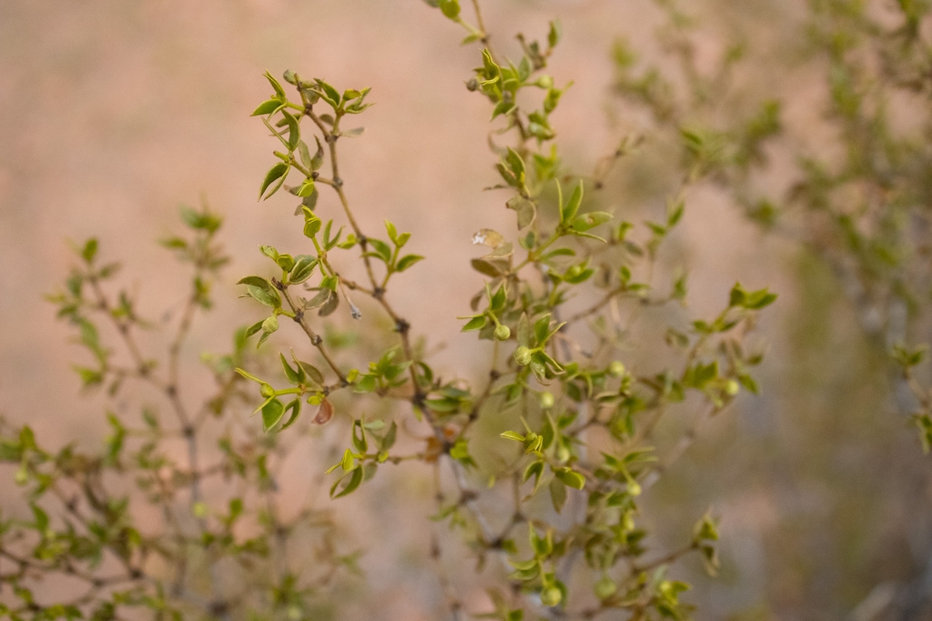 Branch of a shrub with tiny leaves and small spherical fruits.
