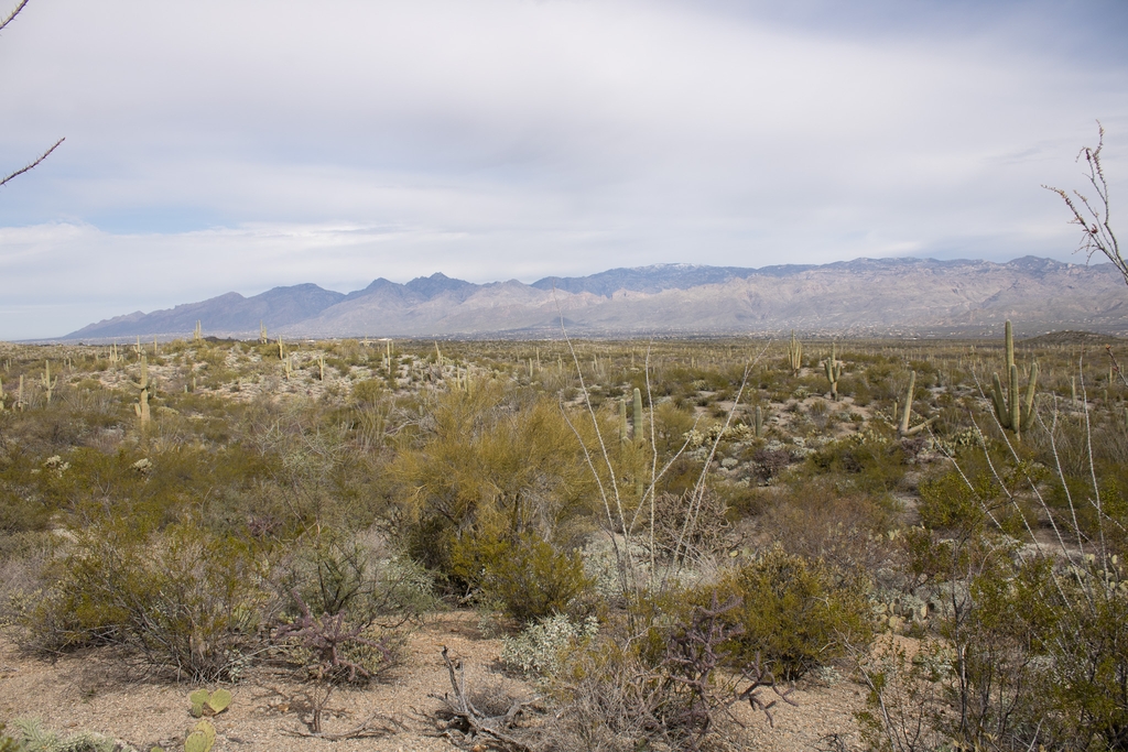 Arizona desert landscape with mountains in the background.
