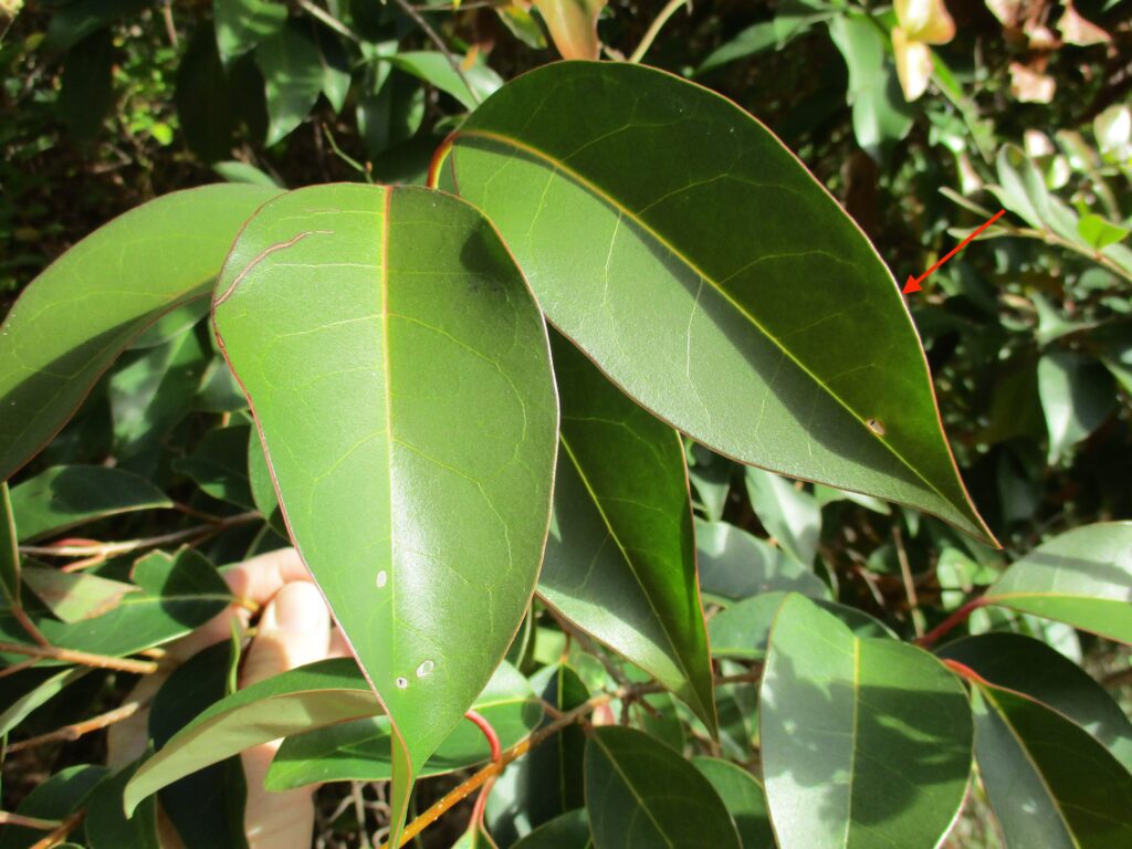 Lanceolate leaves on a shoot with prominent marginal vein.