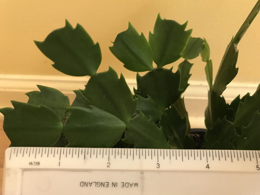 Flattened cladodes (each 1 inch long) with ruler for scale.