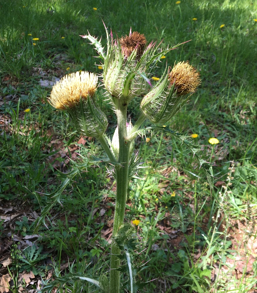 Cirsium blooms