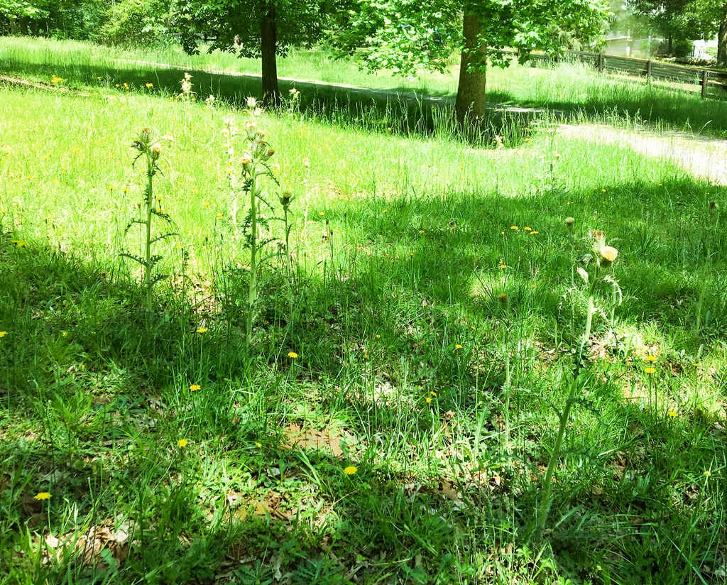 Cirsium in the field
