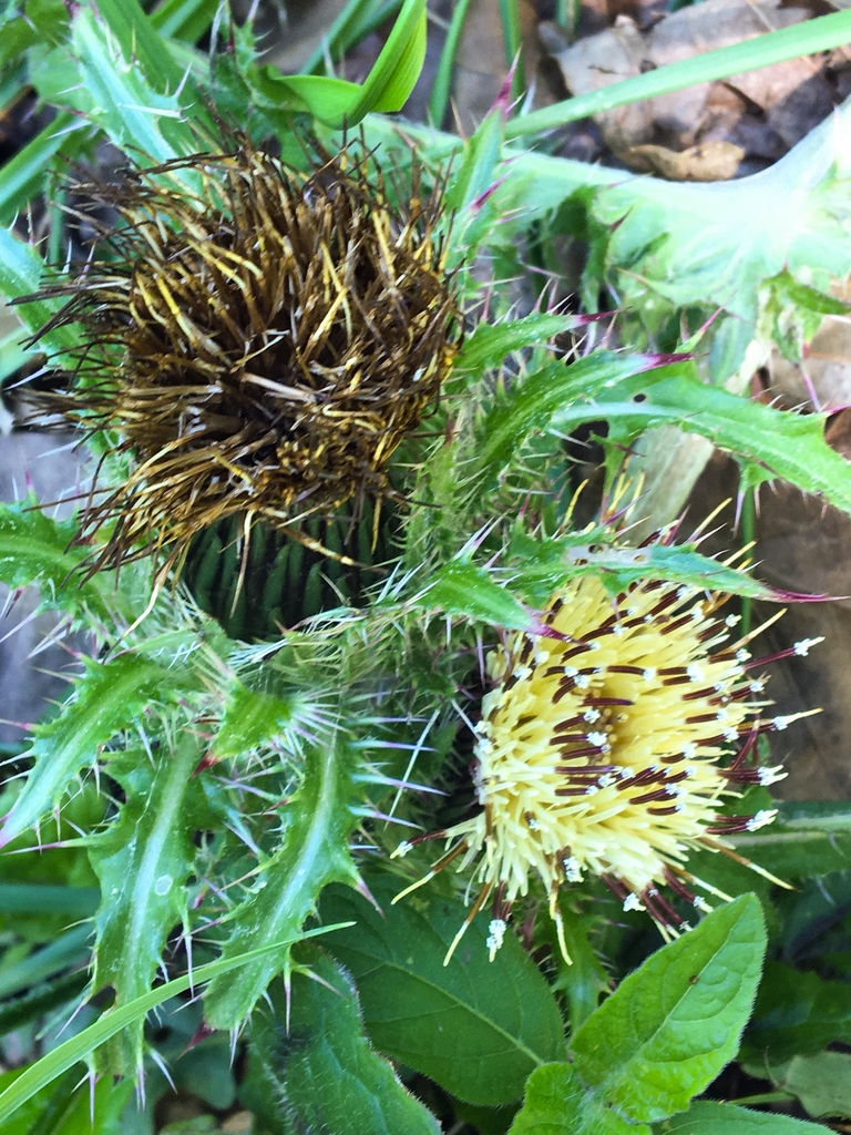 Cirsium bloom, seed and leaves