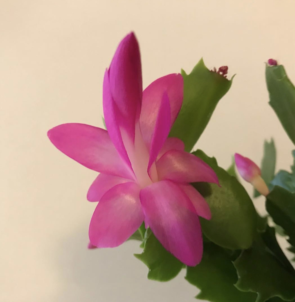 Close-up of pink flower borne at the tip of the cladode.