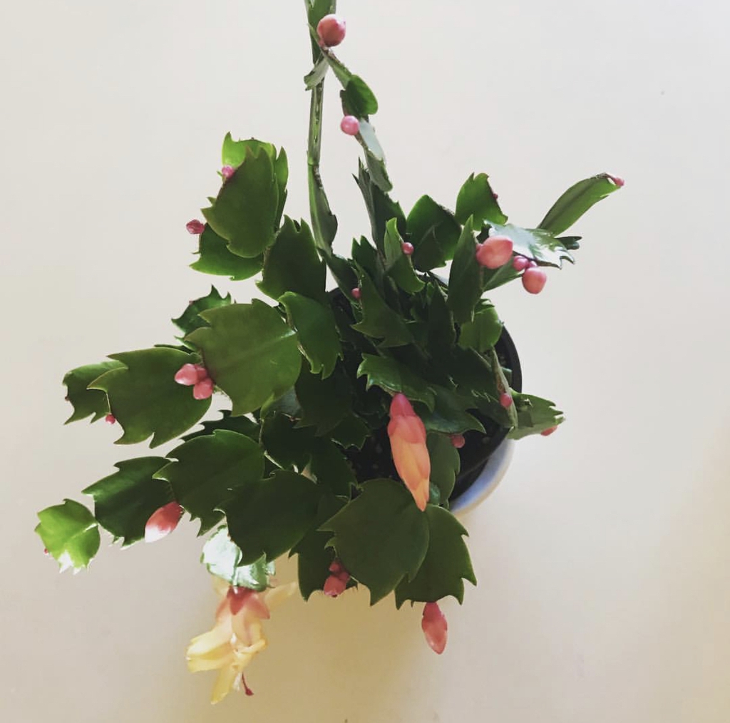 Potted plant with pink buds and yellowish flowers.