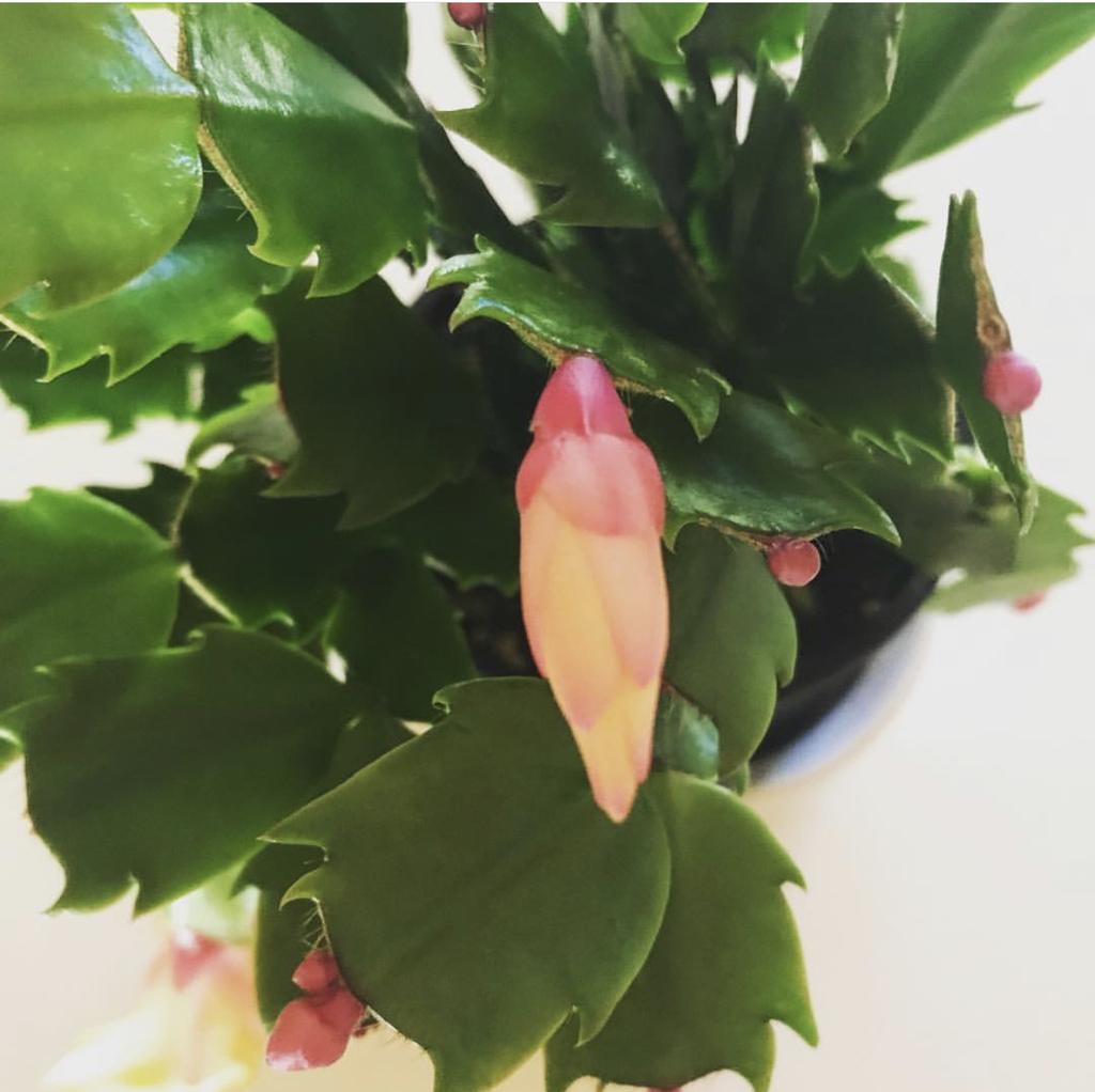 Schlumbergera truncata flower unopened