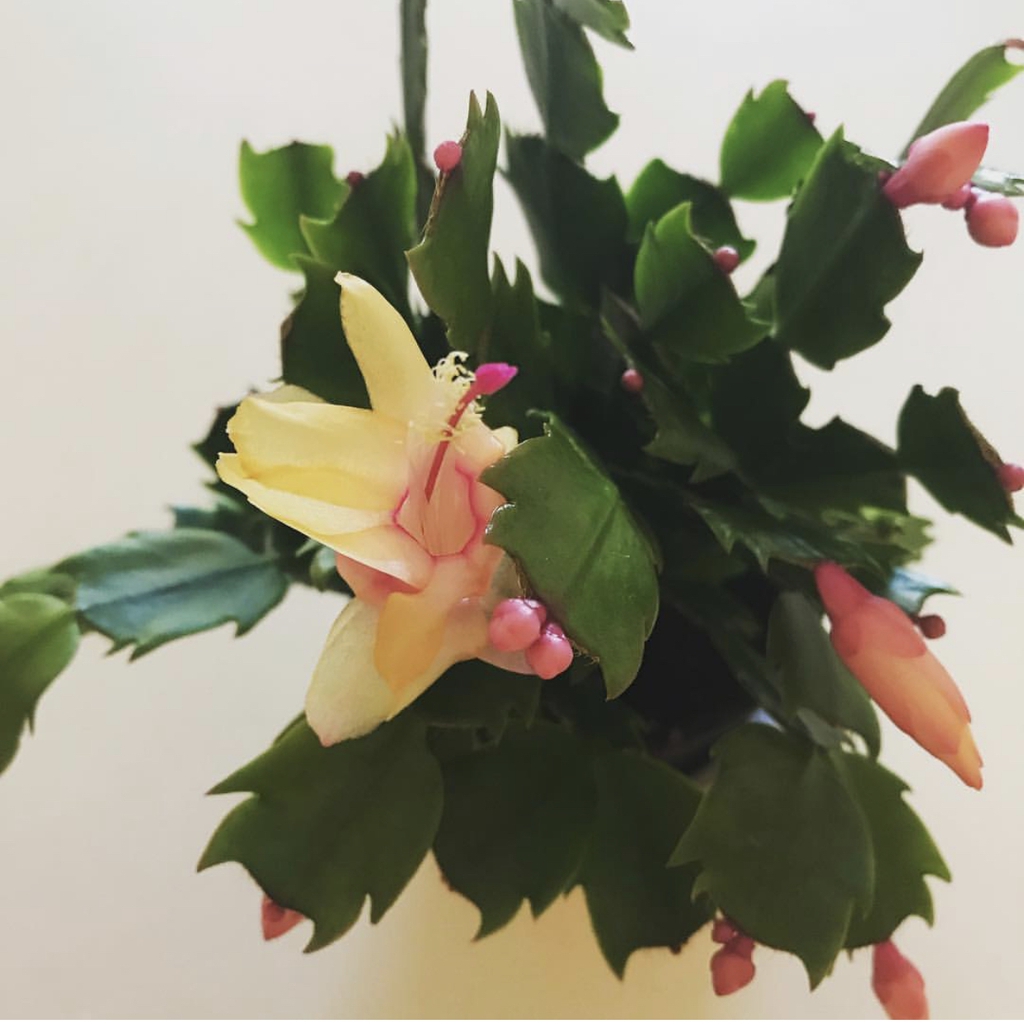 Yellow-flowered cultivar, with pink buds.