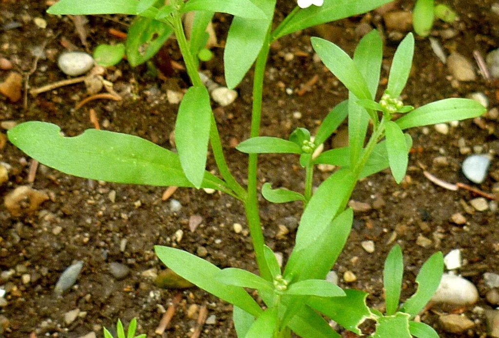 Green Leaves and stem