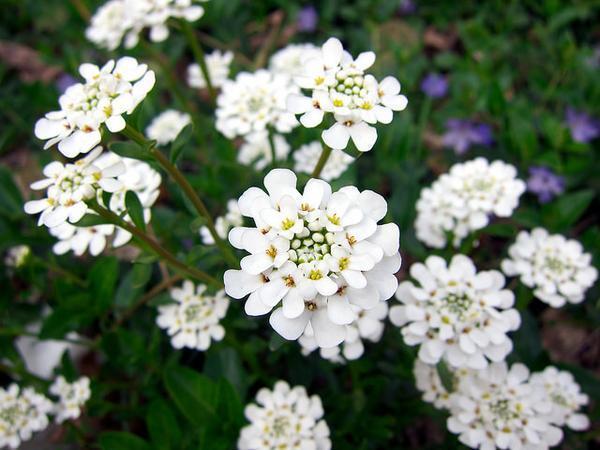 Iberis sempervirens