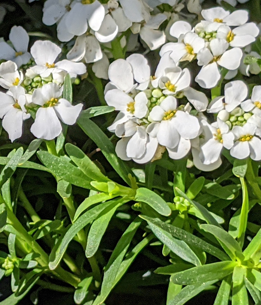 Iberis sempervirens 'Snow Cone'