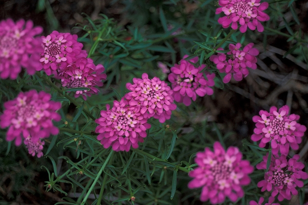 Iberis umbellata