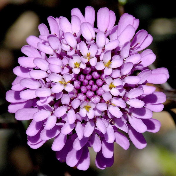 Iberis umbellata