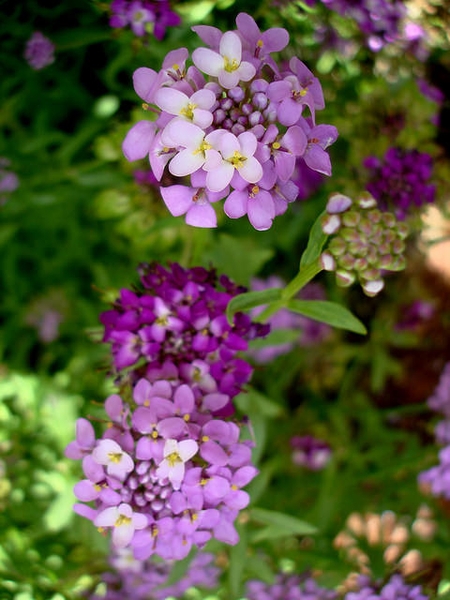 Iberis umbellata