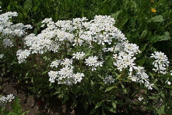 Form of the plant in bloom