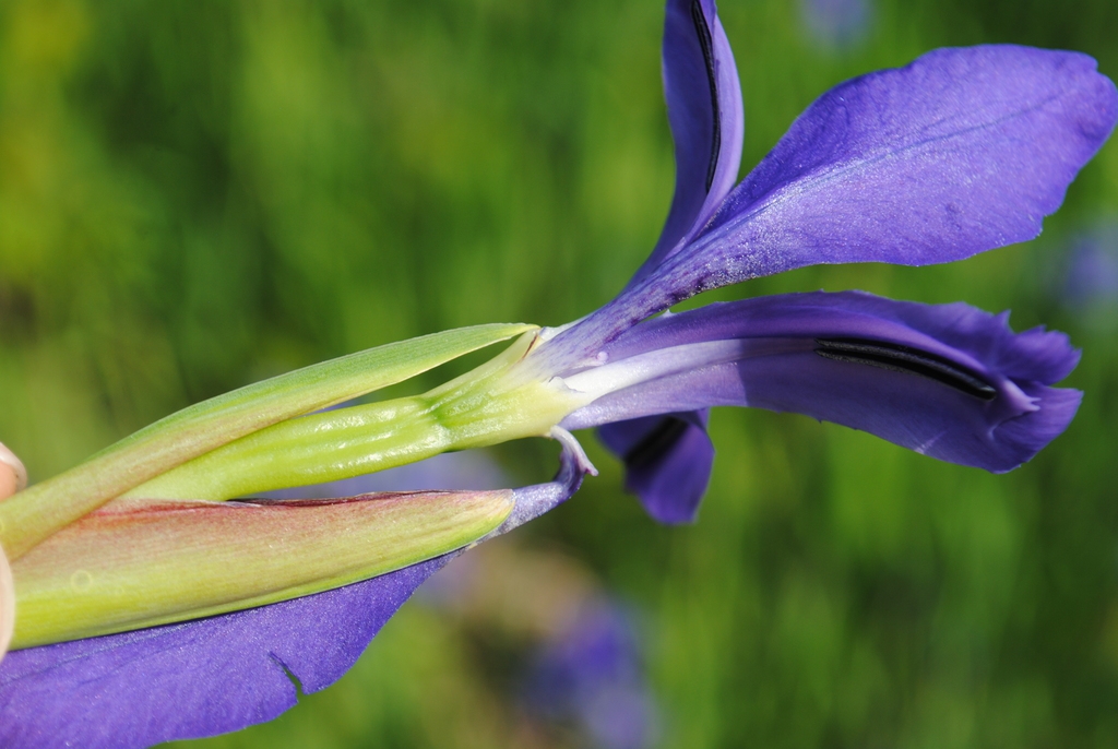 Side of flower