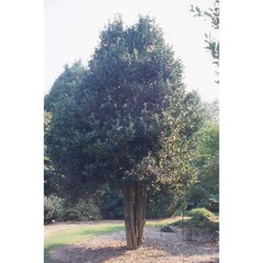Ilex x 'Nellie R. Stevens'