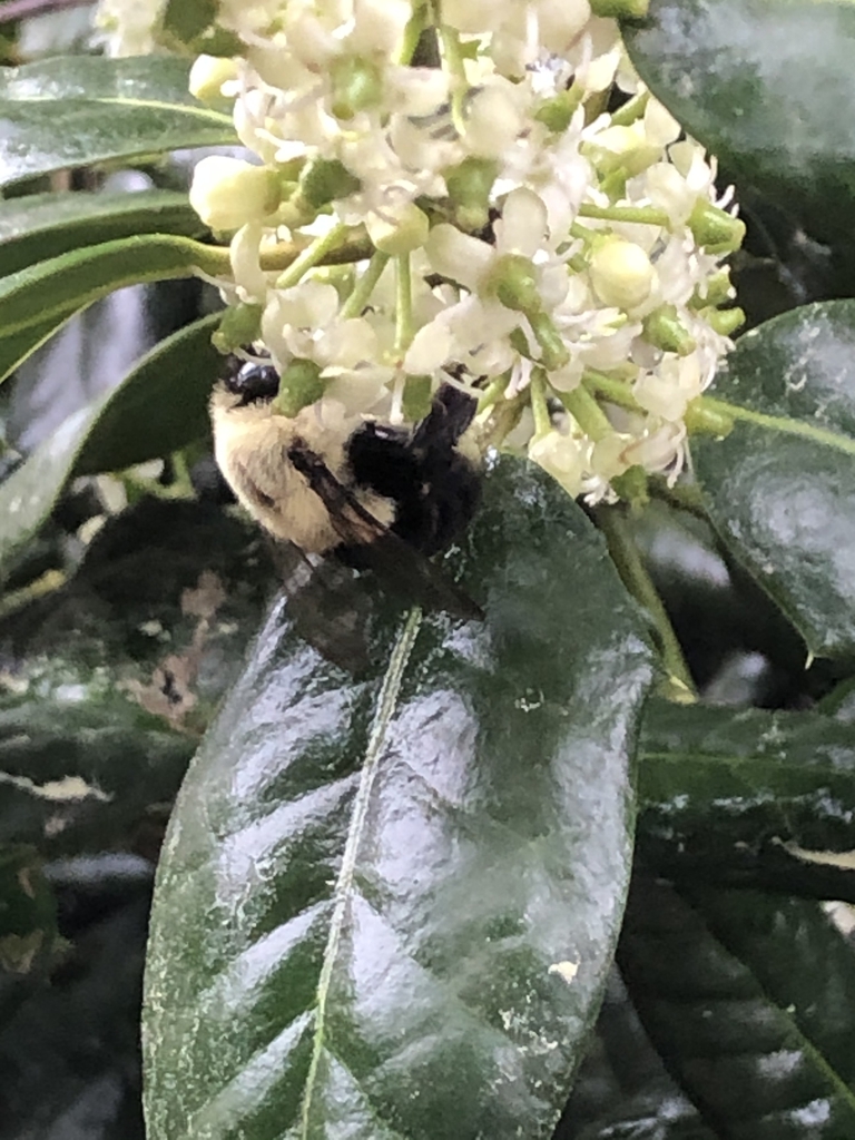 flower with bee, NC
