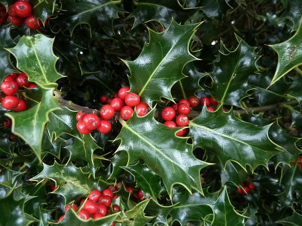 Ilex aquifolium