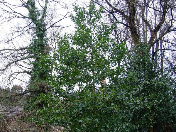 Ilex aquifolium