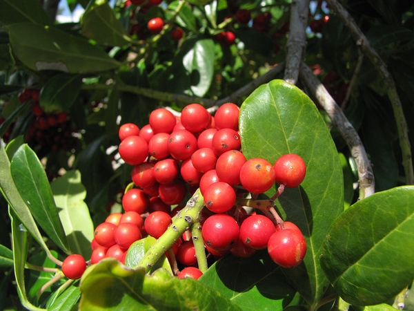 Ilex cassine