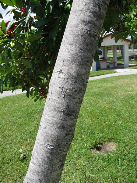 Ilex cassine