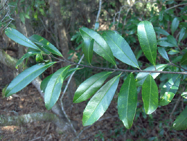 Ilex cassine