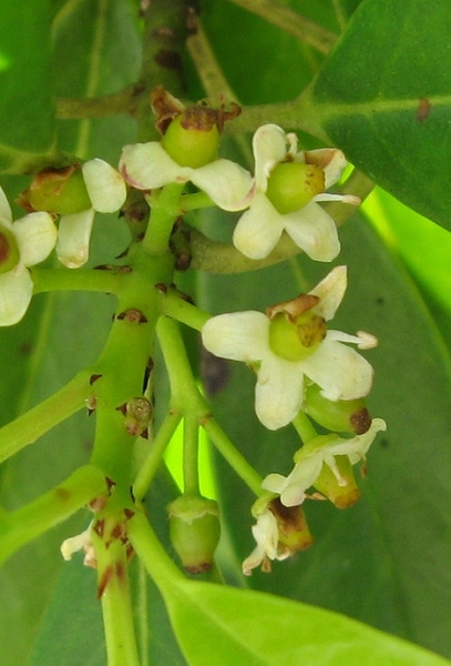 Ilex cassine
