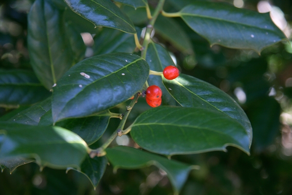Ilex x 'Nellie R. Stevens'