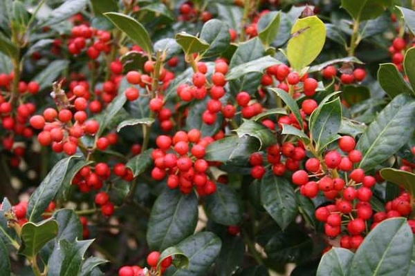 Ilex x 'Nellie R. Stevens'