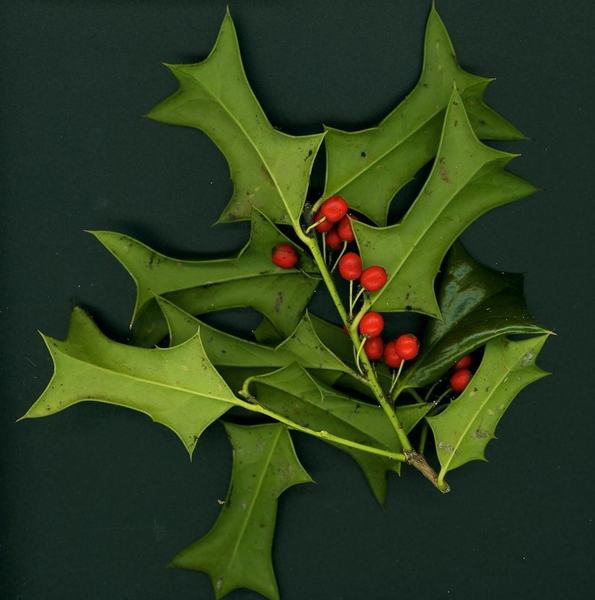 Ilex cornuda 'Rotunda'