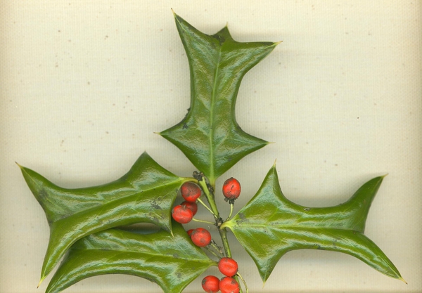 Ilex cornuda 'Rotunda'