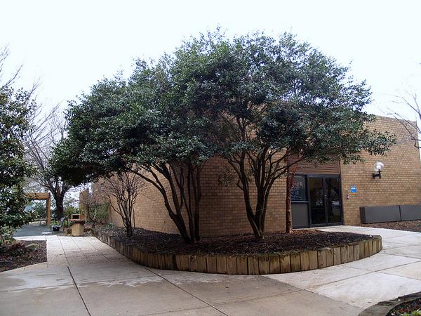 Ilex cornuta
