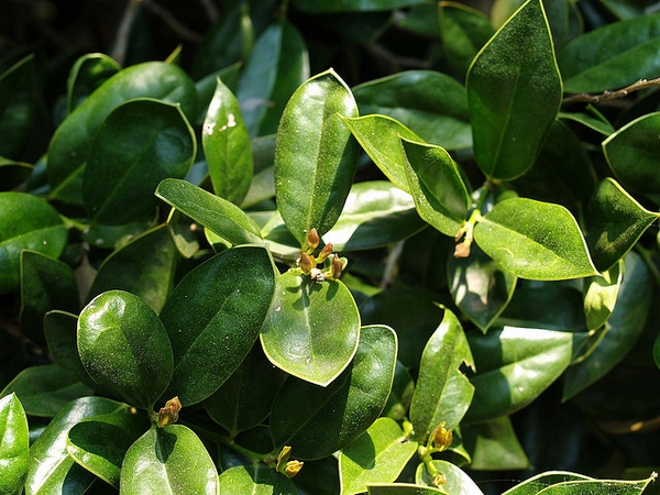 Close up of leaves.