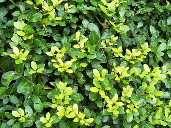 Ilex crenata