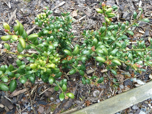 Ilex crenata 'Convexa'