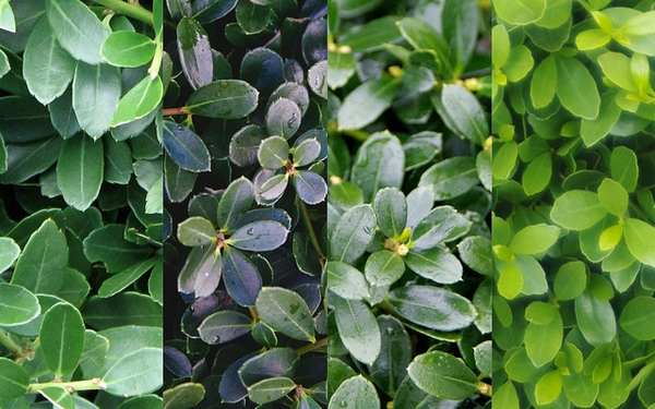 Through the seasons