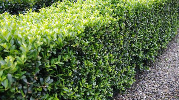 Hedge
