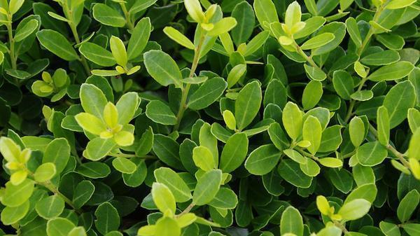 Foliage