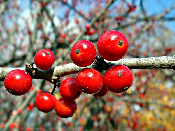 Ilex decidua