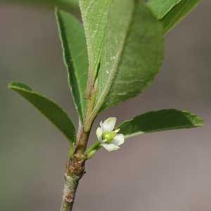 Ilex decidua
