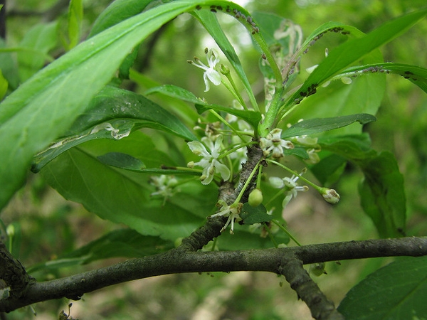 Ilex decidua