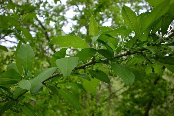 Ilex decidua